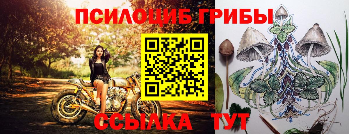 Псилоцибиновые грибы Psilocybe Химки